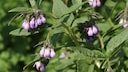 Common Comfrey (Symphytum officinale)