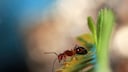 Using the right scent can effectively repel ants.