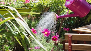 A flourishing balcony is possible even with low-maintenance plants
