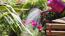 A flourishing balcony is possible even with low-maintenance plants