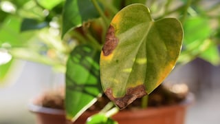 The first signs of over-fertilization are yellow and dried-out spots on the plant's leaves.