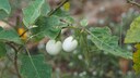 Egg Tree