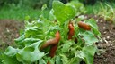 Slug-Resistant Garden Bed