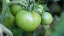 Green Tomatoes