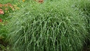 Miscanthus (commonly known as zebra grass)