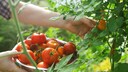 To ensure tomato plants have enough space and produce sufficient fruit, the seedlings must be pricked out in a timely manner.