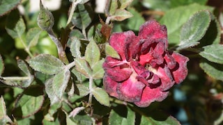Unfortunately, Echter Mehrlatu often affects roses, but there are ways to combat it.