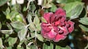 Unfortunately, Echter Mehrlatu often affects roses, but there are ways to combat it.