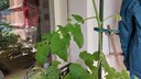 If a tomato plant is broken or bent, it can still be saved.