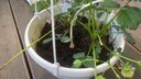 Strawberries and garlic make excellent garden companions, as the garlic benefits the strawberries.