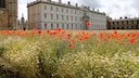 At the University of Cambridge's King's College, flowers are now growing instead of grass.