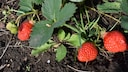 Planting Strawberries in Summer