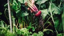 Red Beet