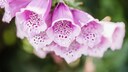 Foxglove