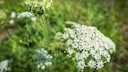 Giant hogweed is one of the toxic plants that can also be found in gardens.