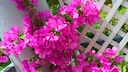 Bougainvillea