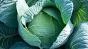 White Cabbage