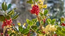 Skimmia
