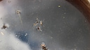 Various mosquito larvae lay their eggs in still waters. Even a rain barrel serves as a welcome nursery for these insects.