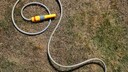 Lawn Care During Drought