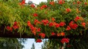 Jasmine Trumpet