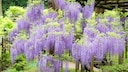 Wisteria