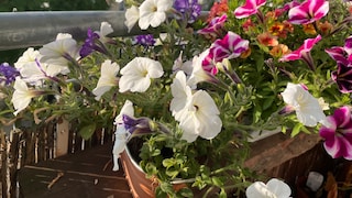 Petunias are among the most popular plants for balconies; unfortunately, they can sometimes lose their color.
