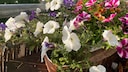 Petunias are among the most popular plants for balconies; unfortunately, they can sometimes lose their color.