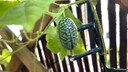 The Mexican mini cucumber is visually striking and easy to care for.