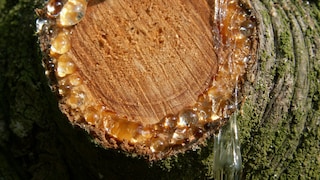 Tree resin is a sticky substance produced by trees as a defense mechanism against injuries or to ward off pests.