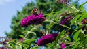 Propagating Butterfly Bush