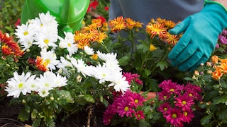 Chrysanthemums, with their vibrant colors, adorn many gardens and balconies. But what can you do if they don't bloom?