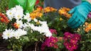 Chrysanthemums, with their vibrant colors, adorn many gardens and balconies. But what can you do if they don't bloom?
