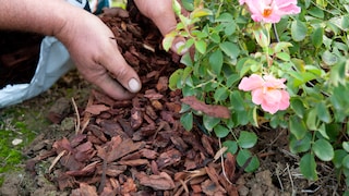 Bark Mulch