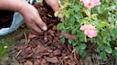 Bark Mulch