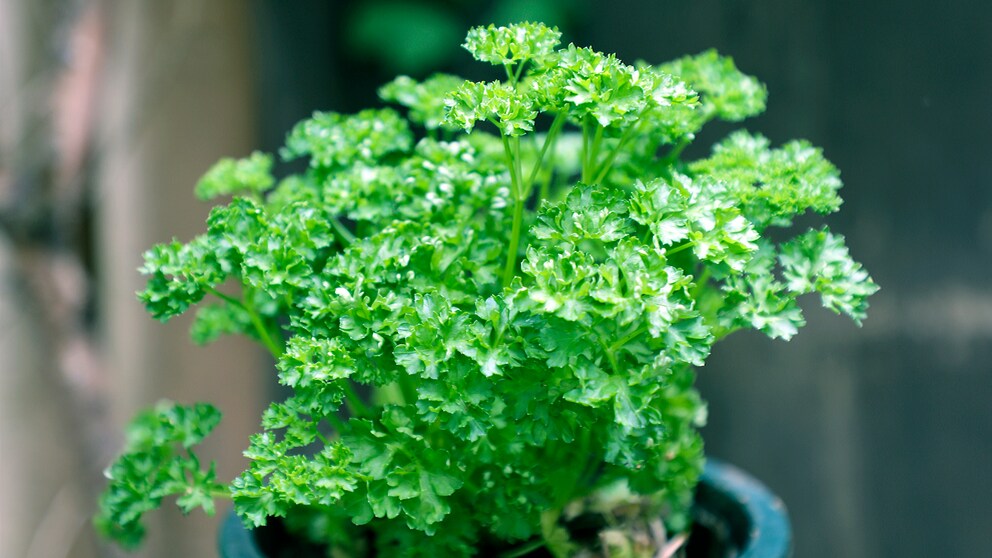 Parsley