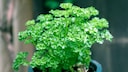 Parsley