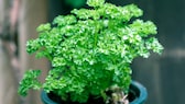 Parsley