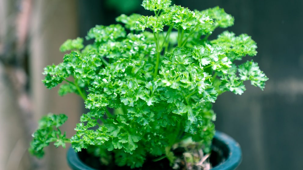 Parsley