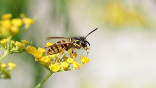 Many see wasps merely as stinging pests—a misconception.