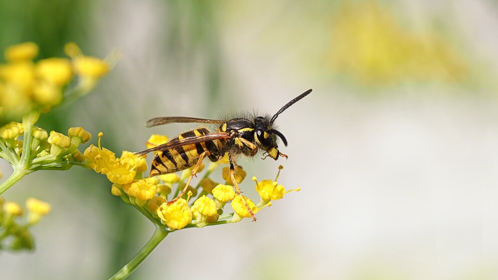 Many see wasps only as stinging pests—a misconception.