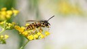 Many see wasps merely as stinging pests—a misconception.