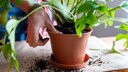 Propagating Monstera