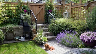A Dog-Friendly Garden