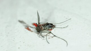 Mosquitoes are annoying—even when they're already dead and stuck to the wall.