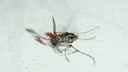 Mosquitoes are annoying—even when they're already dead and stuck to the wall.