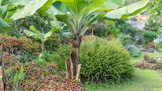 Can exotic plants be cultivated here due to milder temperatures?