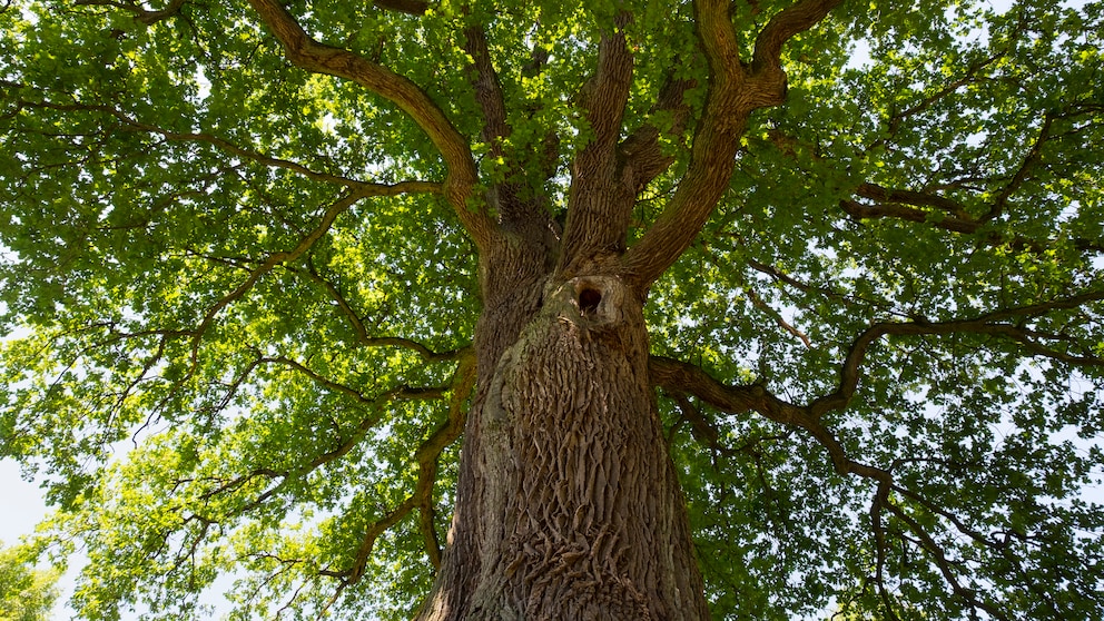 Is it really forbidden to cut down oak trees?