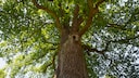 Oak