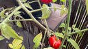 burst tomato